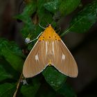 Nachtfalter Aus Borneo, Sabah