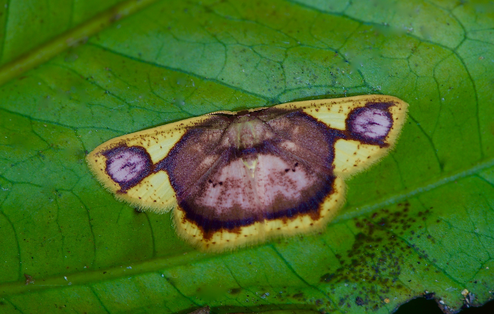 Nachtfalter Aus Borneo, Sabah