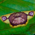 Nachtfalter Aus Borneo, Sabah