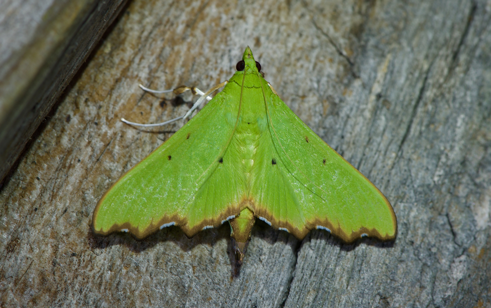 Nachtfalter aus Borneo , Sabah