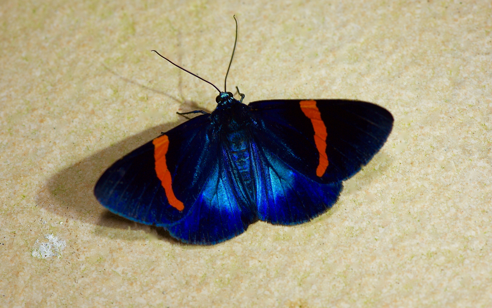 Nachtfalter Aus Borneo, Sabah