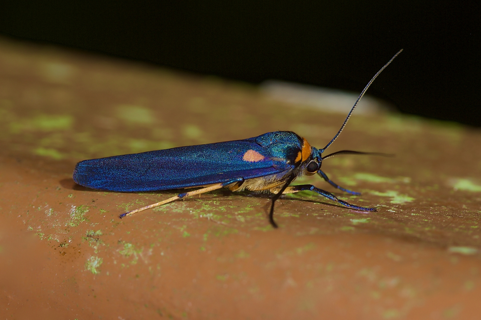 Nachtfalter Aus Borneo, Sabah