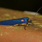 Nachtfalter Aus Borneo, Sabah