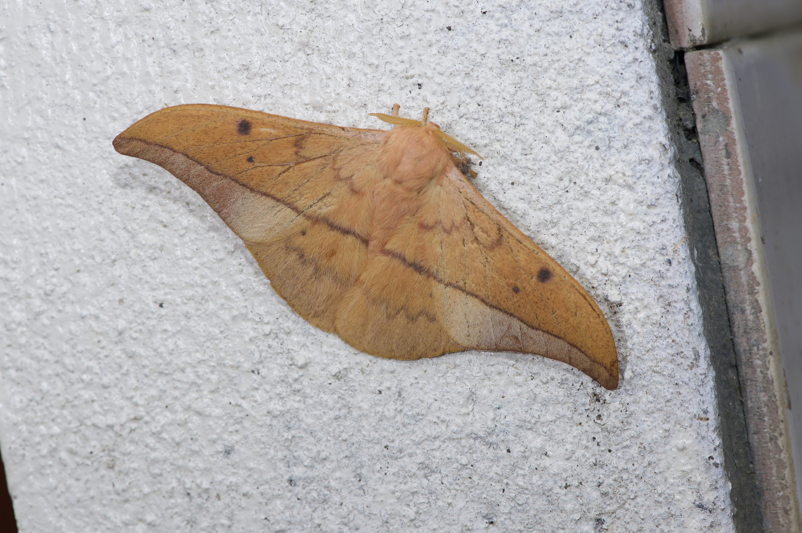 Nachtfalter Aus Borneo, Sabah