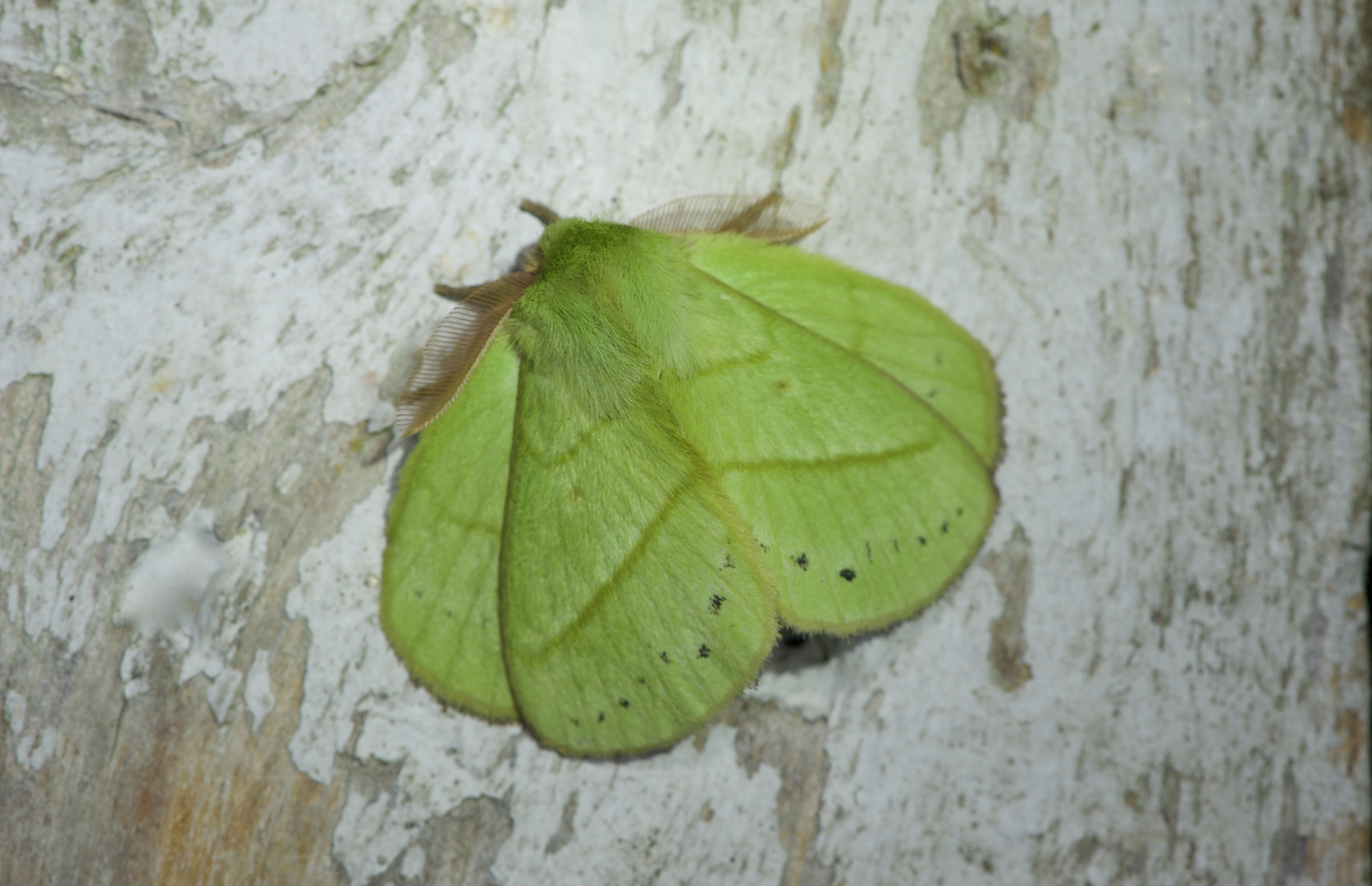 Nachtfalter Aus Borneo, Sabah