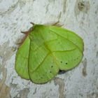 Nachtfalter Aus Borneo, Sabah