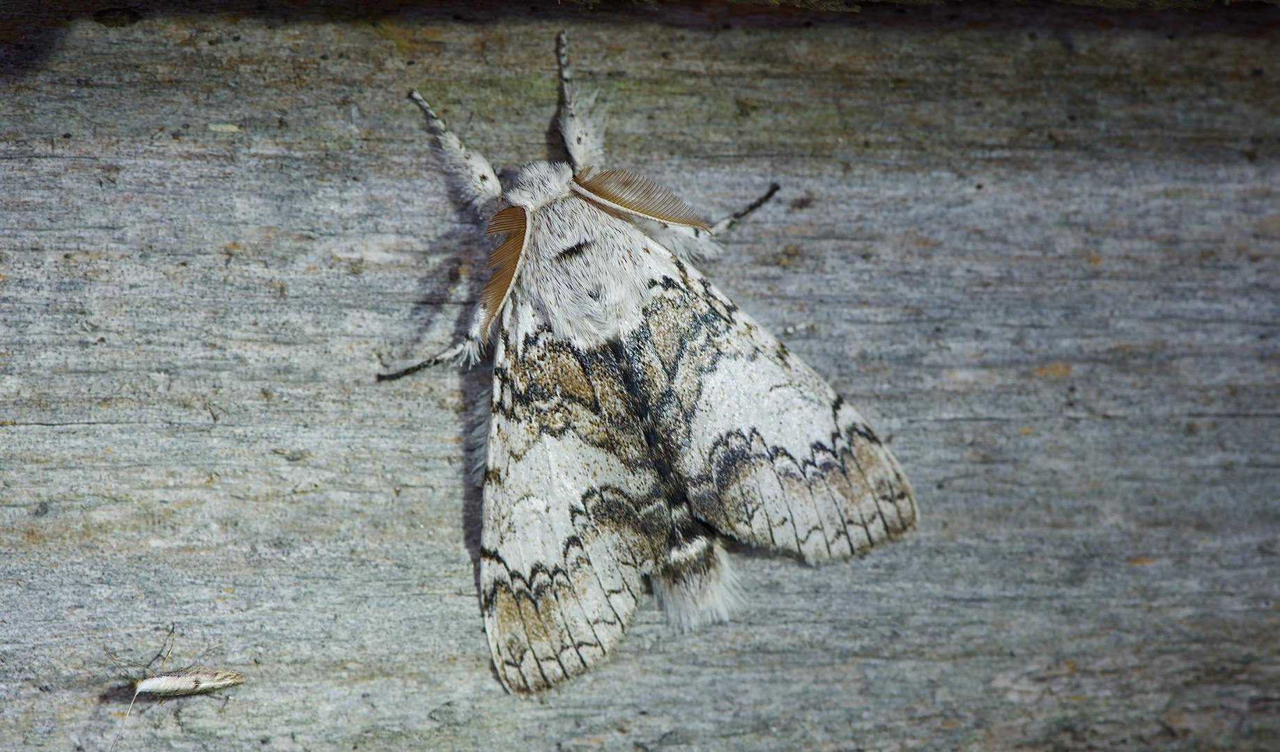 Nachtfalter Aus Borneo, Sabah