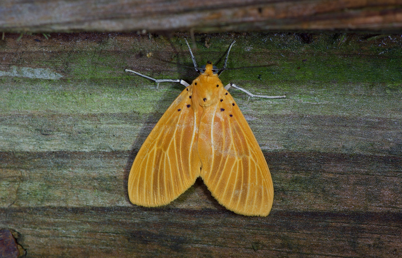 Nachtfalter Aus Borneo, Sabah