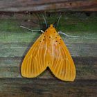 Nachtfalter Aus Borneo, Sabah