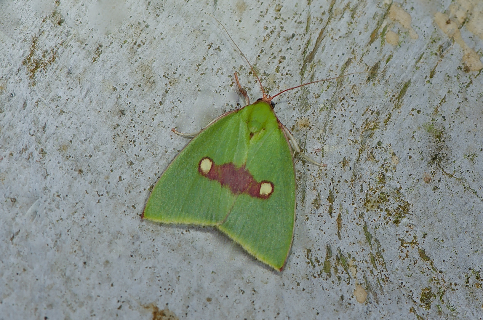 Nachtfalter Aus Borneo, Sabah