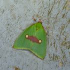 Nachtfalter Aus Borneo, Sabah