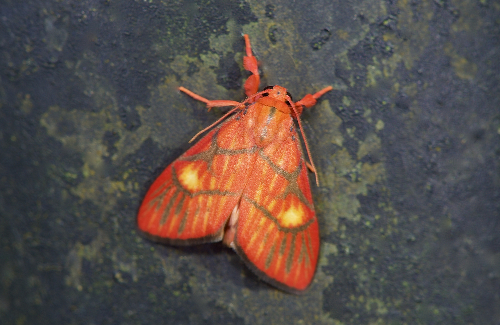 Nachtfalter Aus Borneo, Sabah