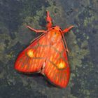 Nachtfalter Aus Borneo, Sabah