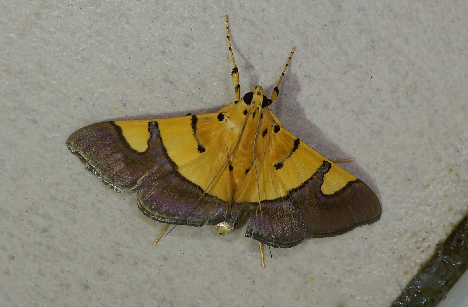 Nachtfalter Aus Borneo, Sabah