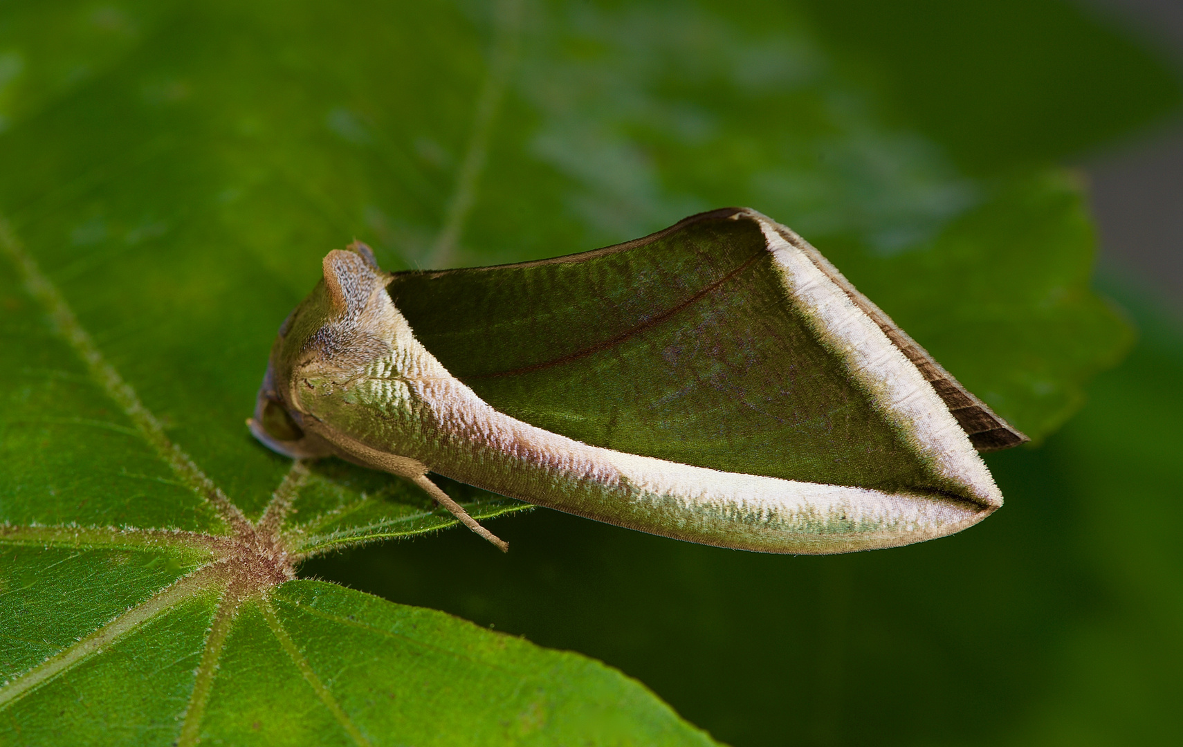 Nachtfalter Aus Borneo, Sabah