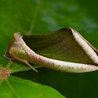 Nachtfalter Aus Borneo, Sabah