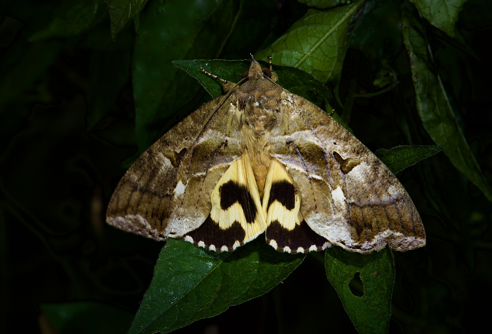 Nachtfalter Aus Borneo, Sabah