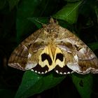 Nachtfalter Aus Borneo, Sabah