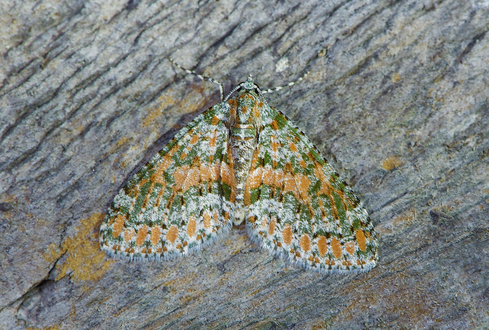 Nachtfalter Aus Borneo, Sabah