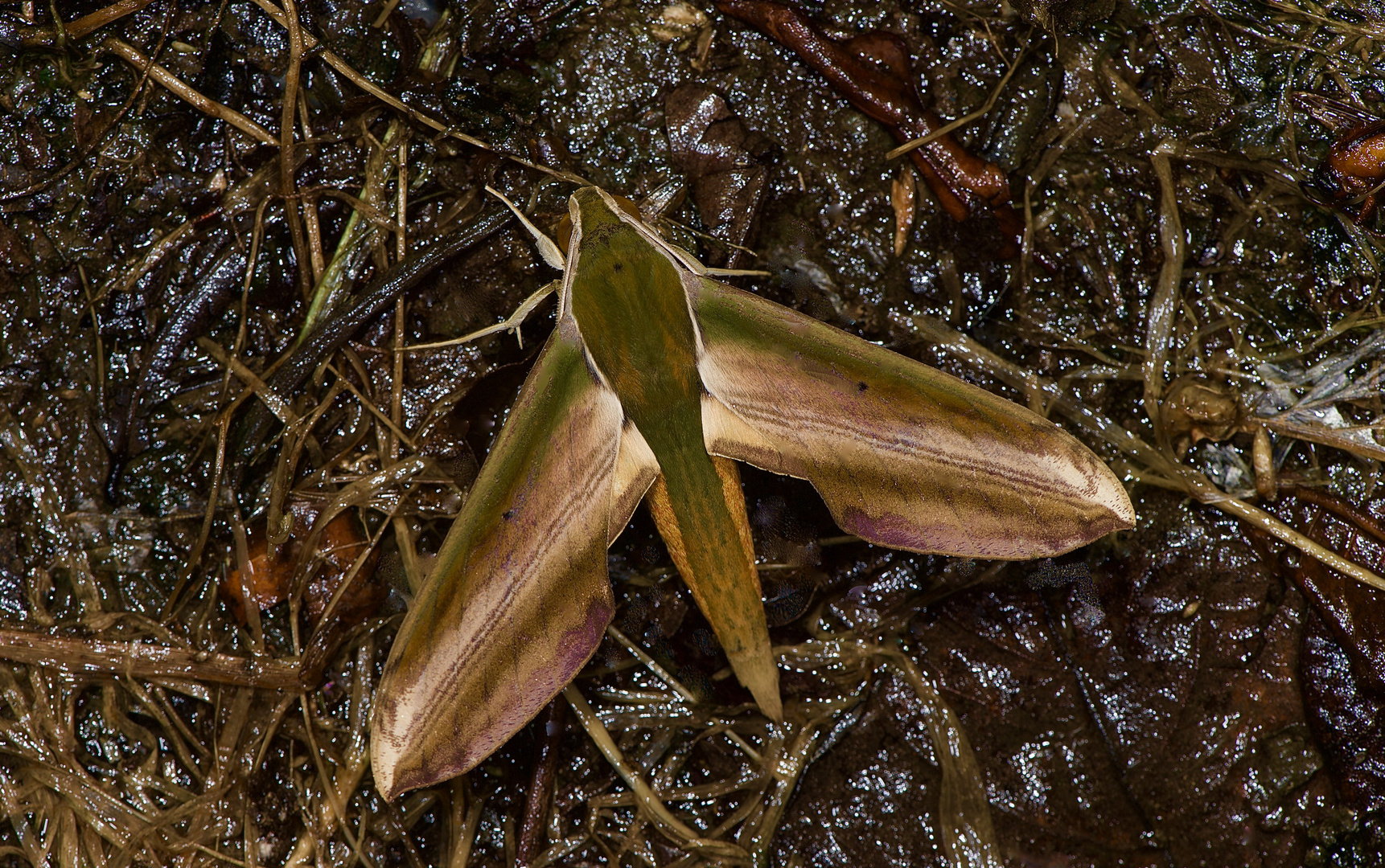 Nachtfalter Aus Borneo, Sabah