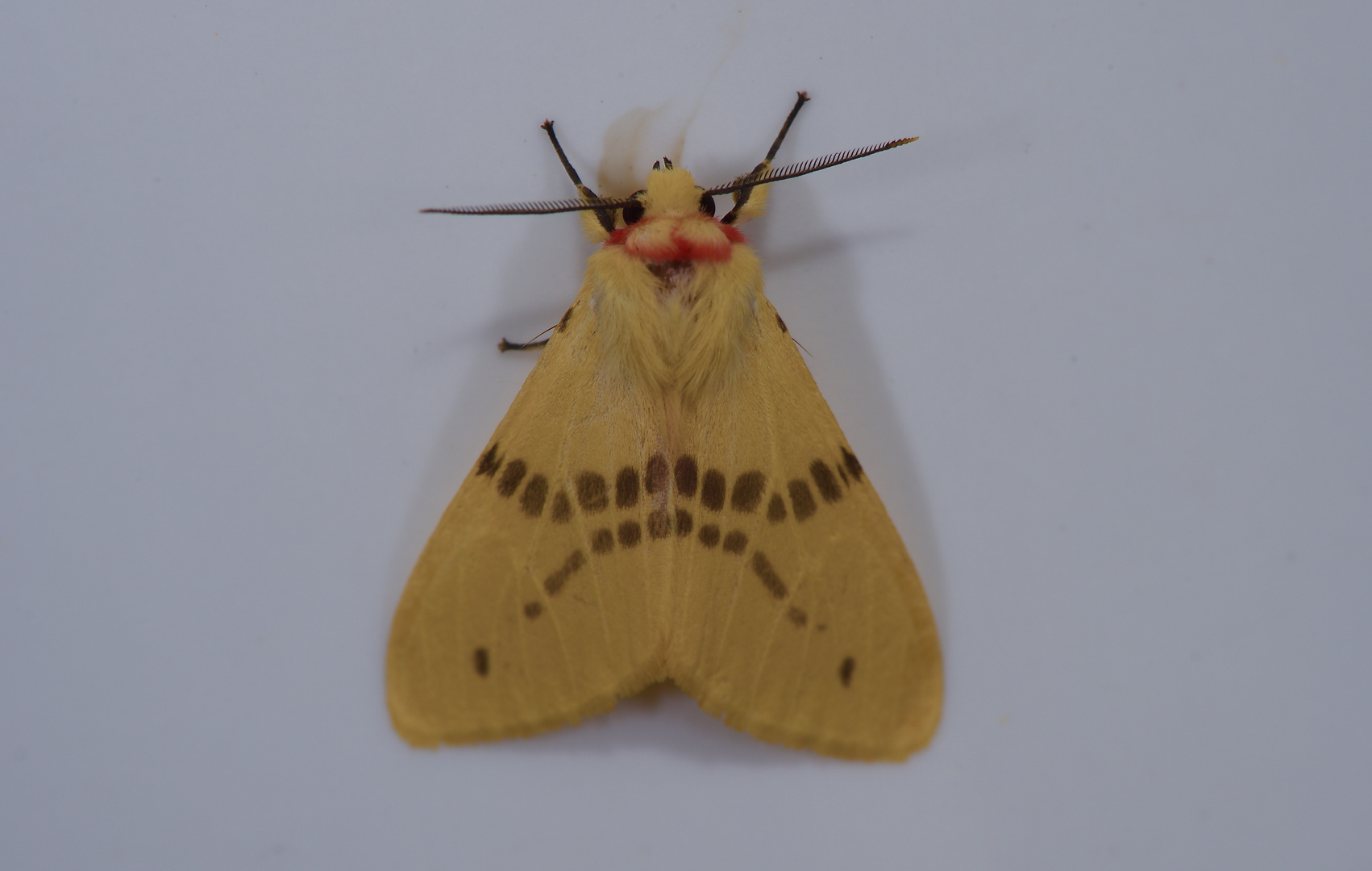 Nachtfalter Aus Borneo, Sabah