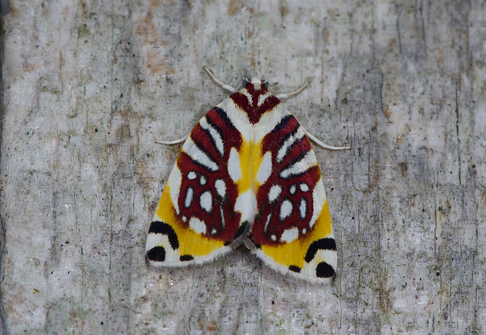 Nachtfalter Aus Borneo, Sabah