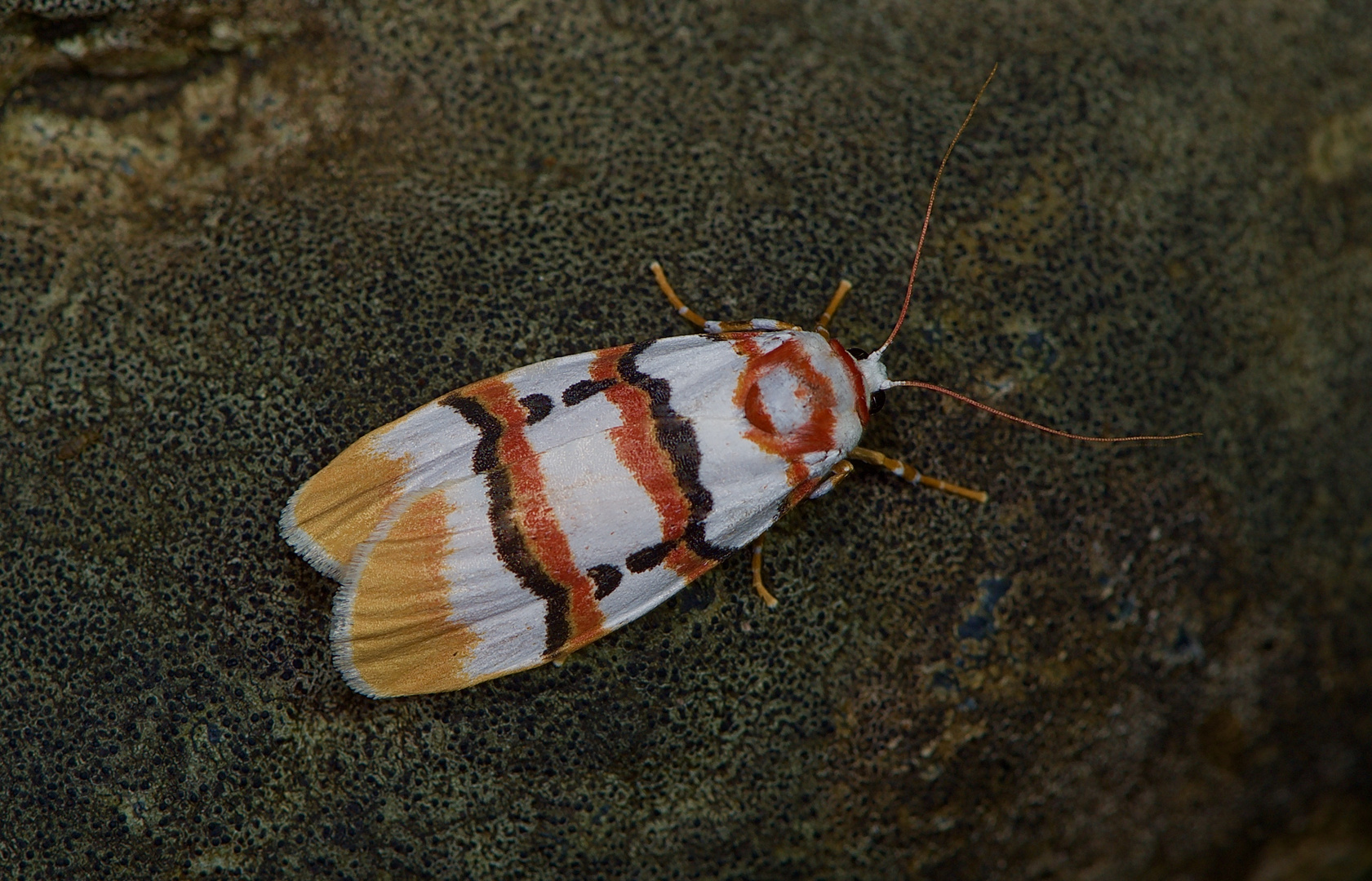 Nachtfalter Aus Borneo, Sabah