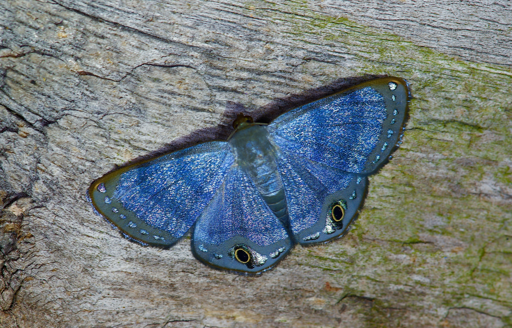 Nachtfalter Aus Borneo, Sabah