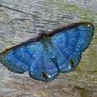 Nachtfalter Aus Borneo, Sabah