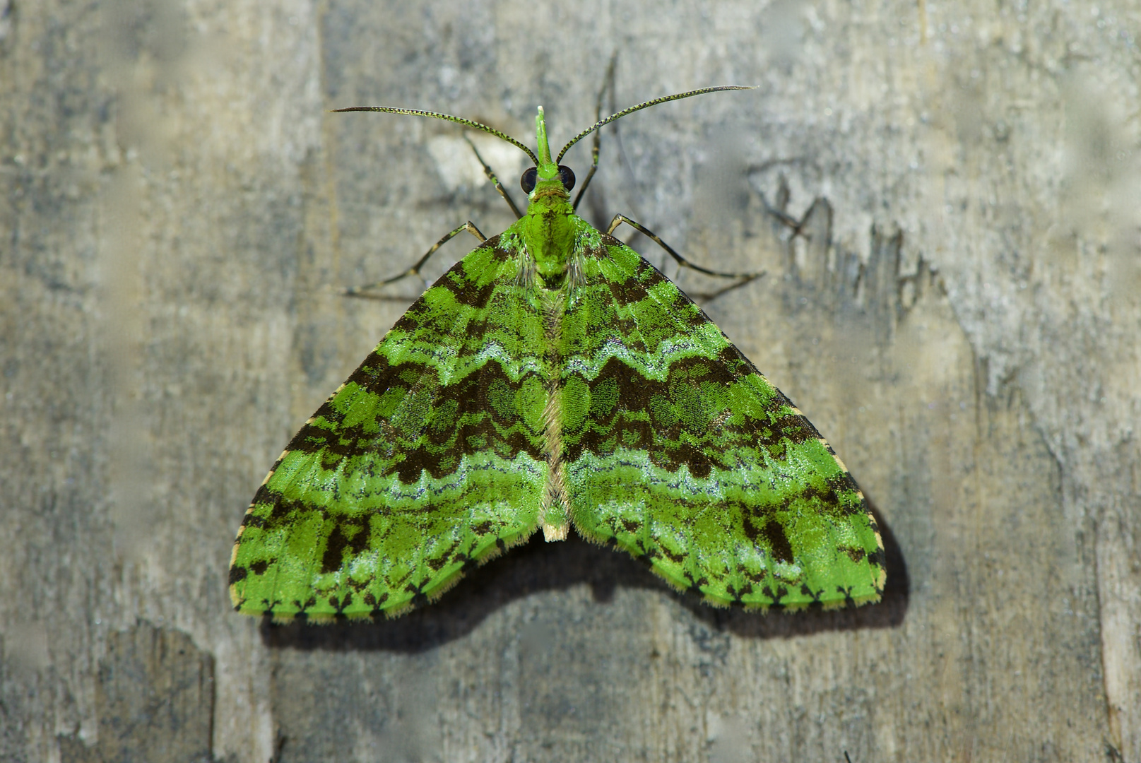 Nachtfalter Aus Borneo, Sabah