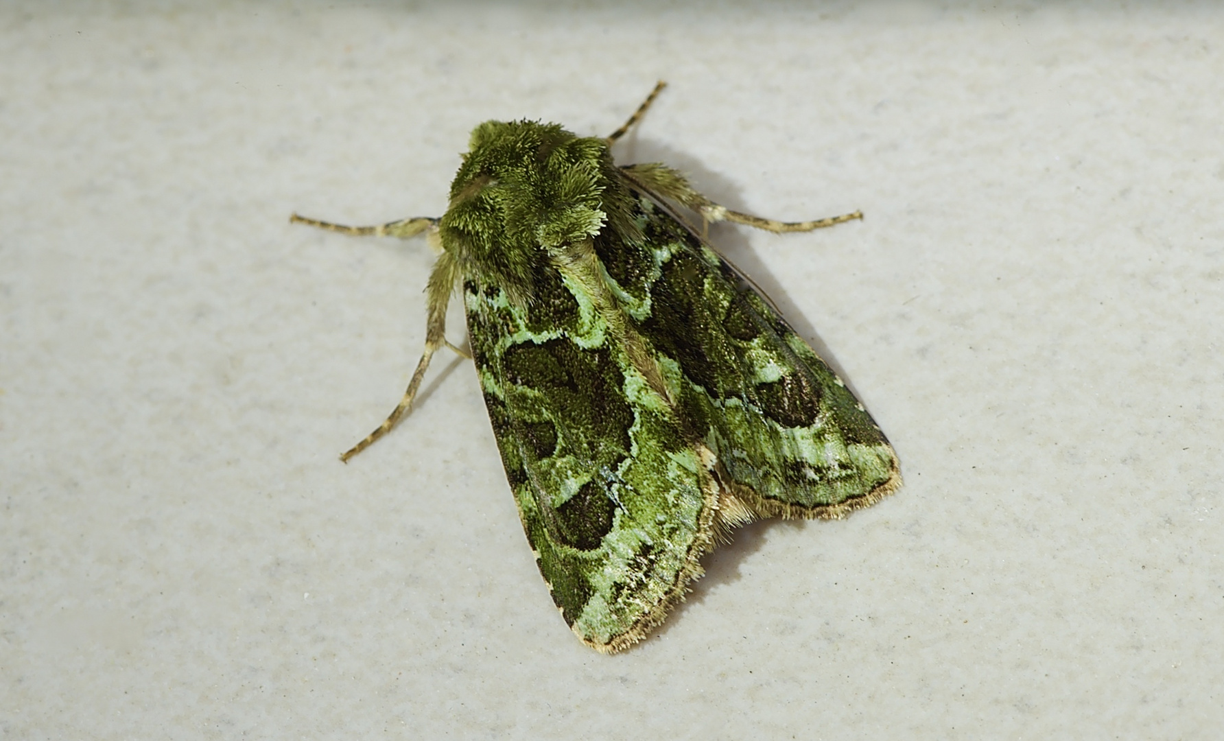 Nachtfalter Aus Borneo, Sabah