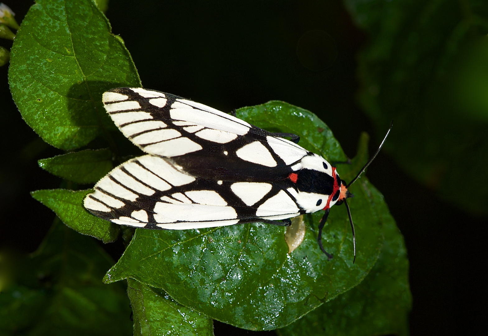 Nachtfalter Aus Borneo, SabahIm