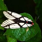 Nachtfalter Aus Borneo, SabahIm