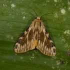 Nachtfalter aus dem Nebelwald von Kolumbien