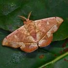 Nachtfalter aus dem Nebelwald von Kolumbien