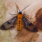 Nachtfalter aus dem Nebelwald von Kolumbien