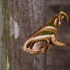 Nachtfalter aus dem Nebelwald von Kolumbien