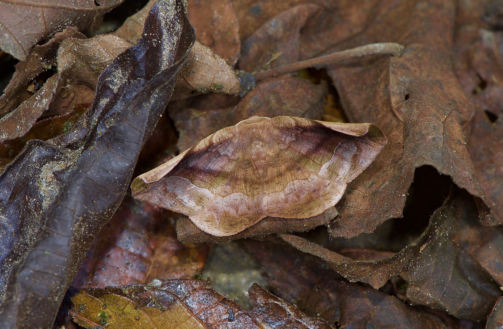 Nachtfalter aus dem Nebelwald von Kolumbien