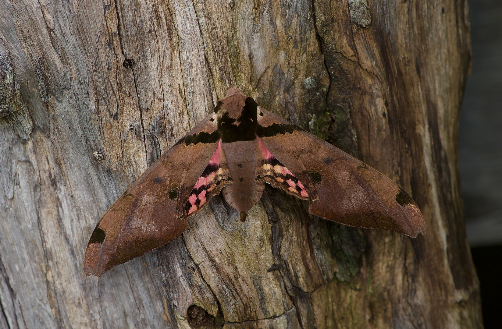 Nachtfalter aus dem Nebelwald von Panama