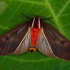 Nachtfalter aus dem Nebelwald von Panama