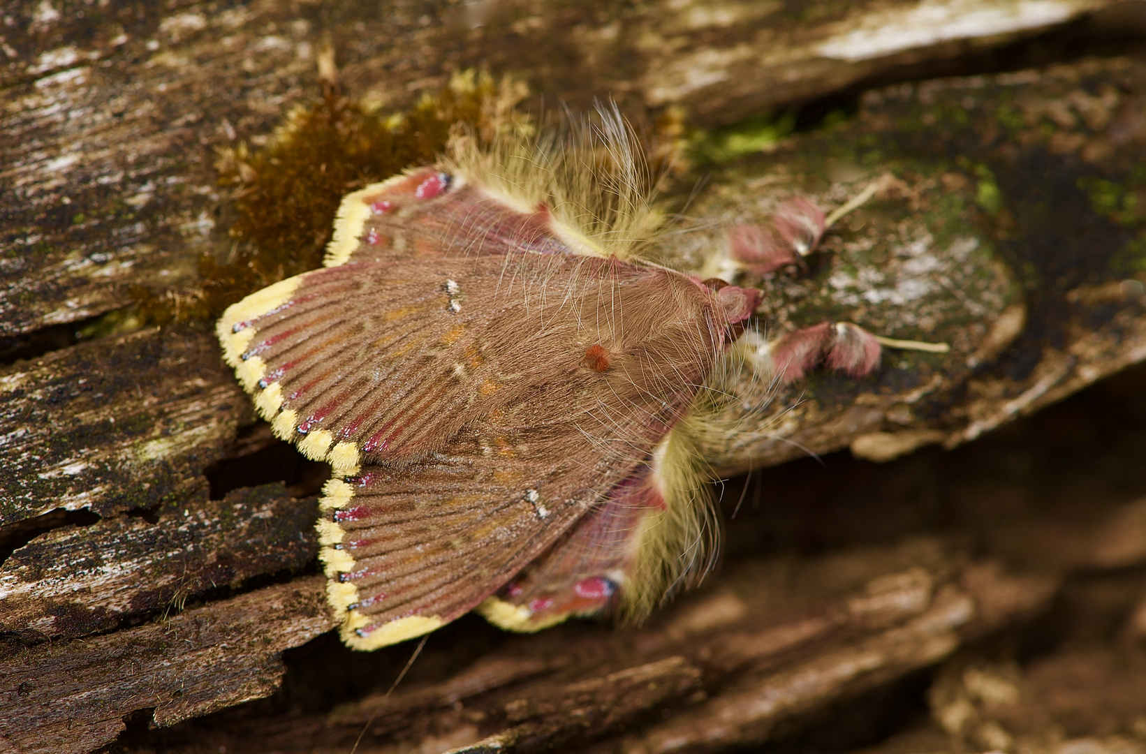 Nachtfalter aus dem Nebelwald von Panama