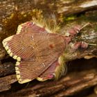 Nachtfalter aus dem Nebelwald von Panama