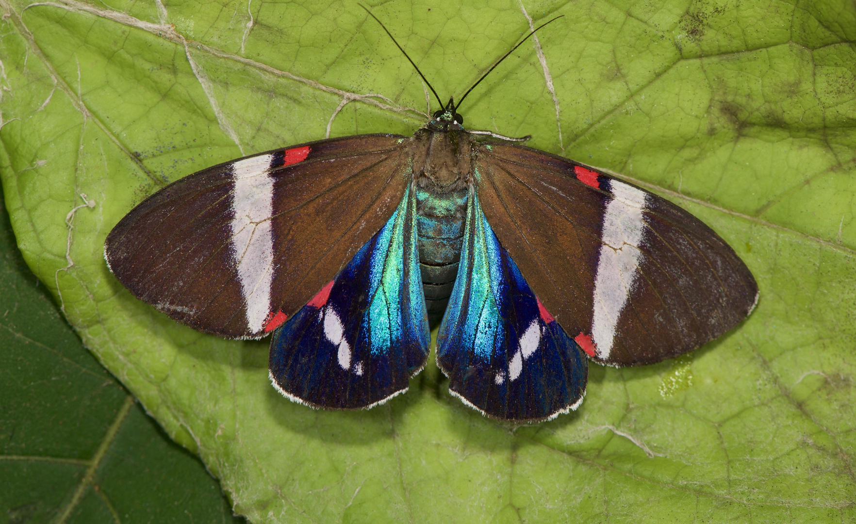 Nachtfalter aus dem Nebelwald von Panama