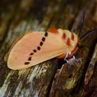  Nachtfalter aus dem Nebelwald von Panama