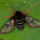 Nachtfalter aus dem Nebelwald von Panama