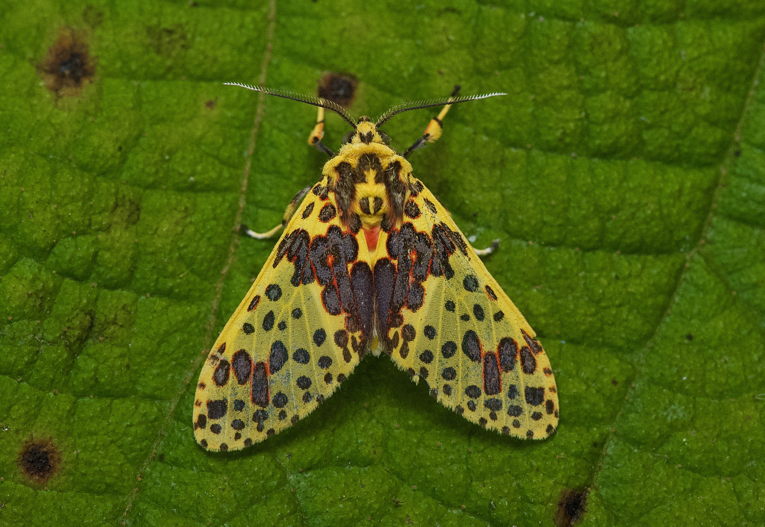 Nachtfalter aus dem Nebelwald von Peru