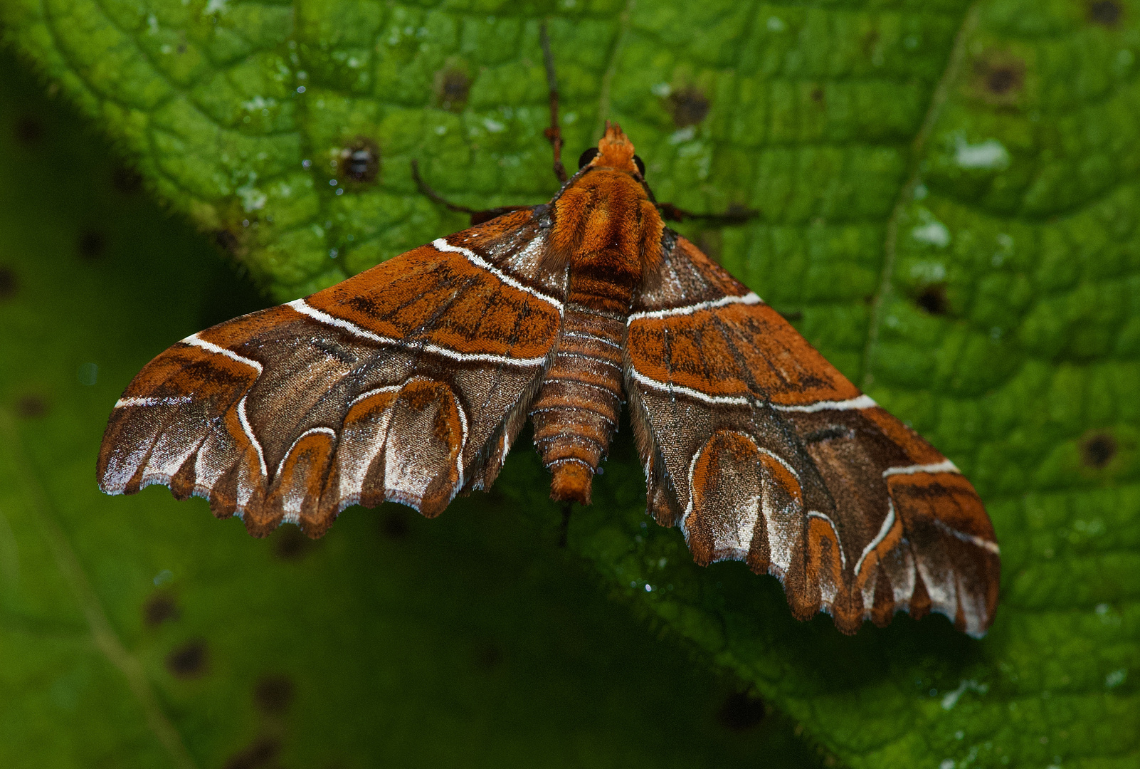 Nachtfalter aus dem Nebelwald von Peru