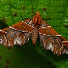 Nachtfalter aus dem Nebelwald von Peru