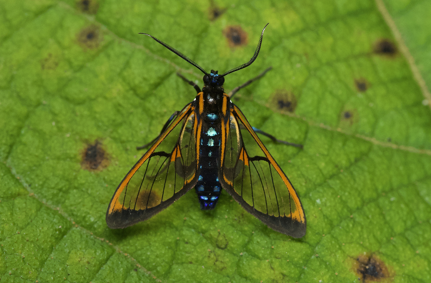 Nachtfalter aus dem Nebelwald von Peru