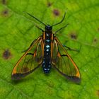 Nachtfalter aus dem Nebelwald von Peru